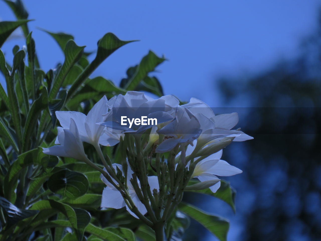 CLOSE-UP OF WHITE FLOWERING PLANT AGAINST BLUE SKY