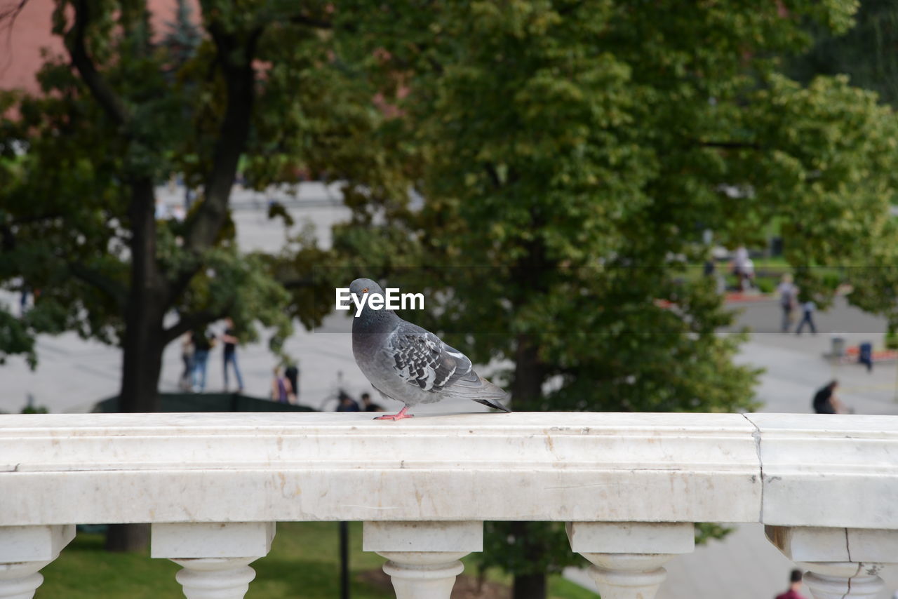 PIGEON PERCHING ON RAILING