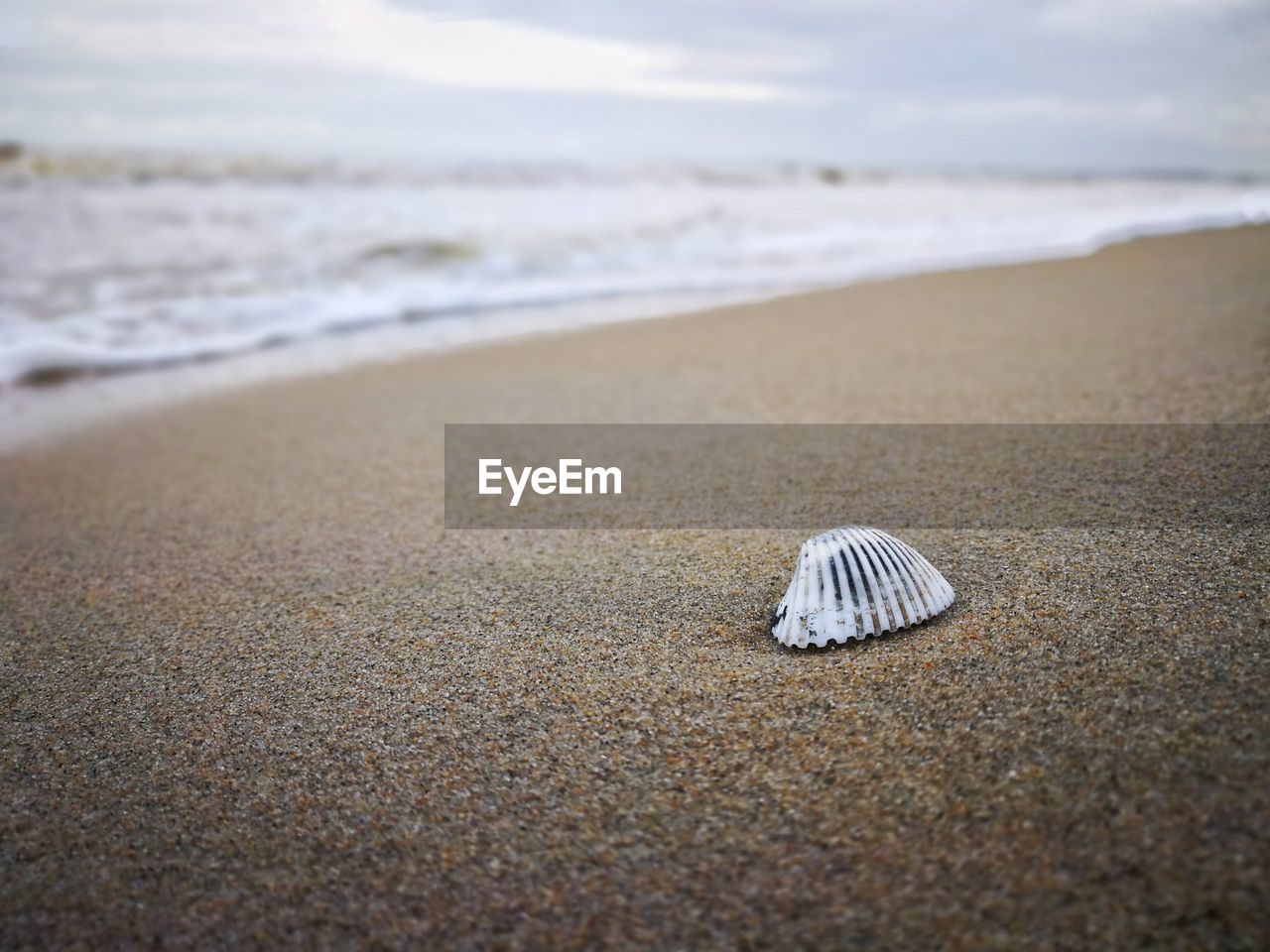 SURFACE LEVEL OF SEASHELL ON BEACH