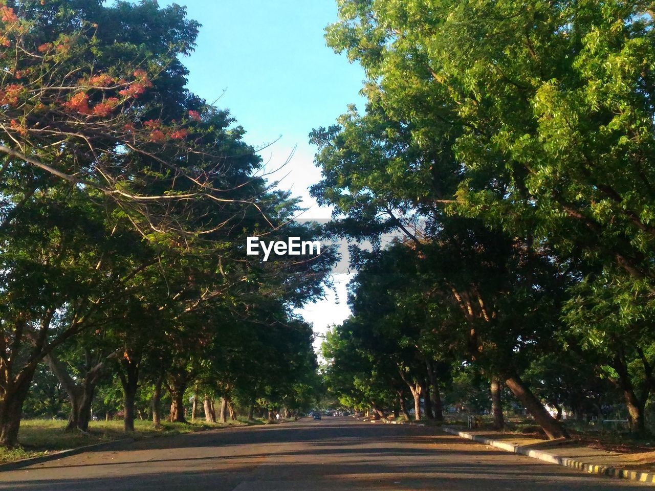 ROAD BY TREES AGAINST SKY