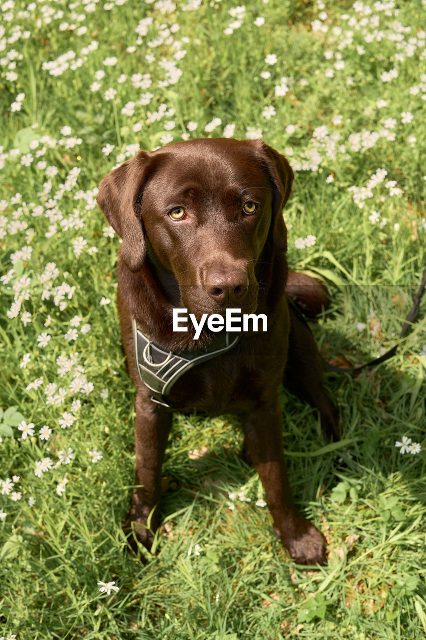 PORTRAIT OF DOG SITTING BY GRASS