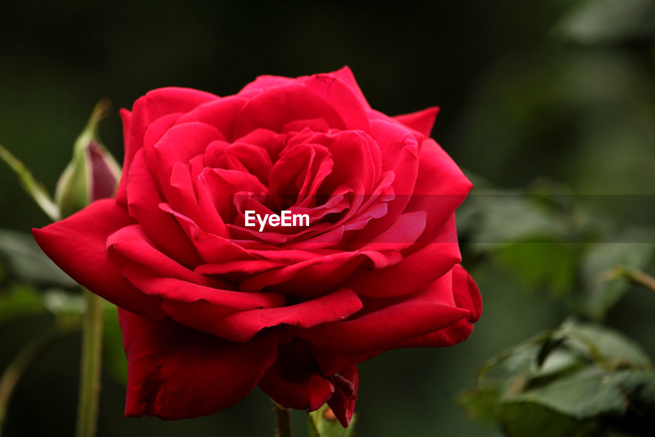 flower, flowering plant, beauty in nature, plant, rose, petal, freshness, red, close-up, garden roses, inflorescence, flower head, nature, fragility, leaf, rose - flower, plant part, no people, macro photography, focus on foreground, pink, plant stem, outdoors, wine, rose wine