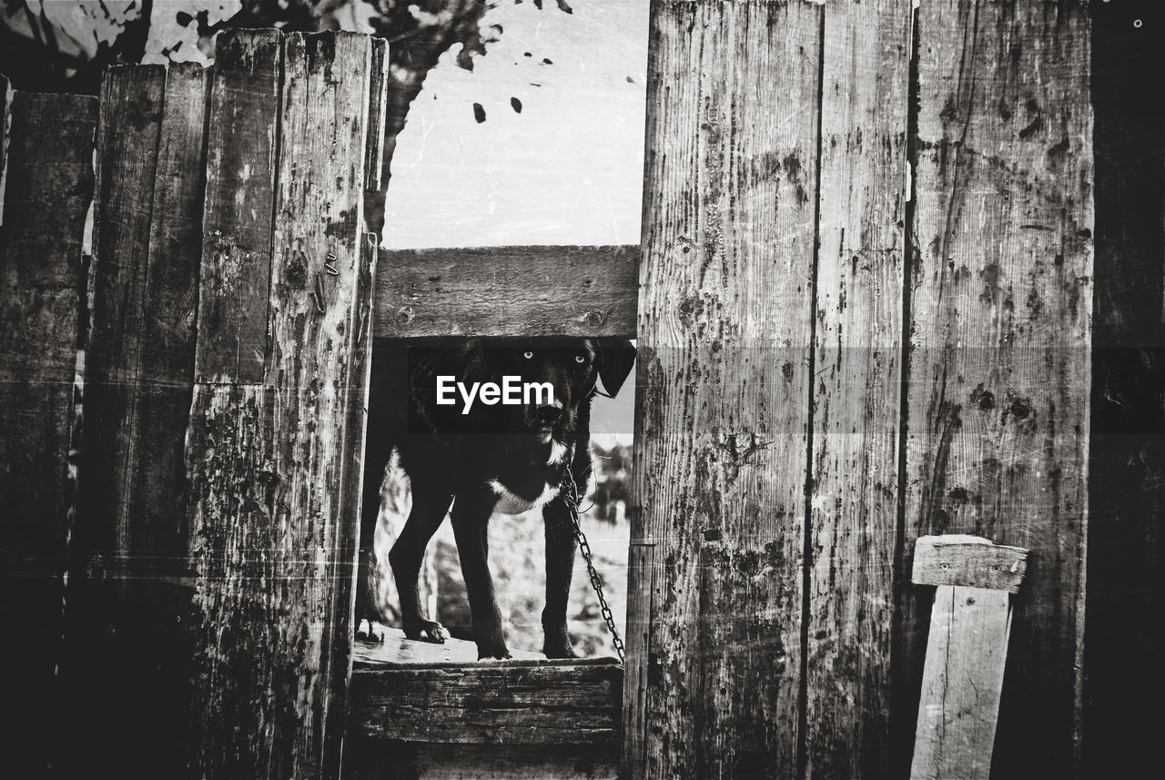 Close-up portrait of a dog looking through window