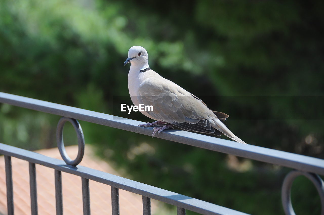 Close-up of bird perching on railing