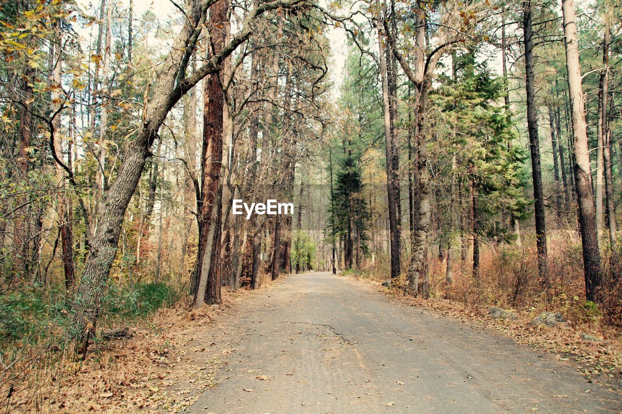 Road amidst trees in forest