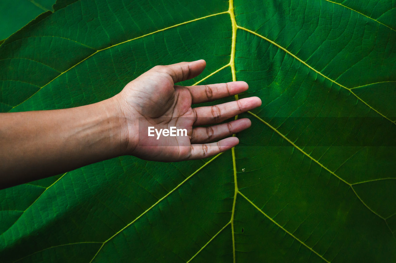 Close-up of hand on leaf