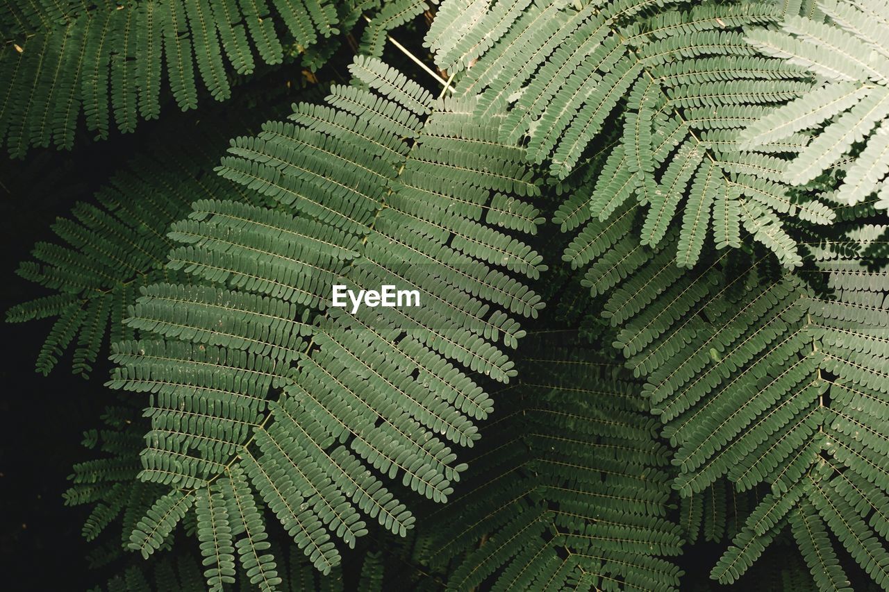 High angle view of fern amidst trees