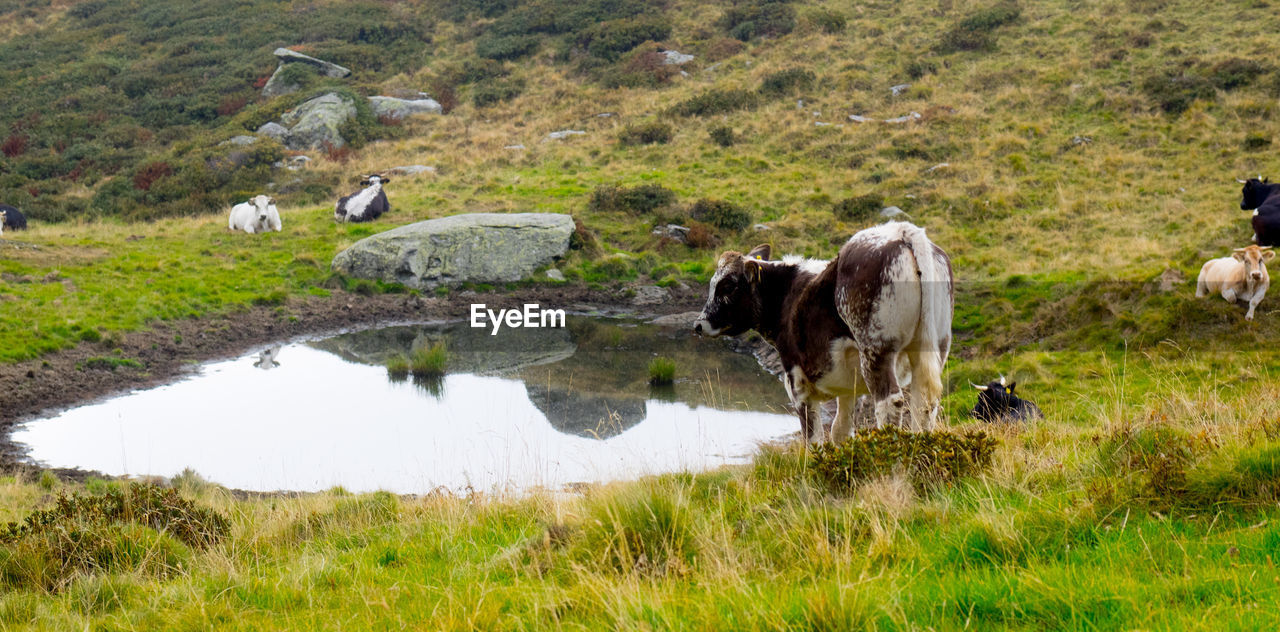 COWS GRAZING IN FARM