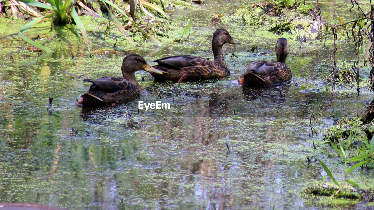 DUCKS IN LAKE