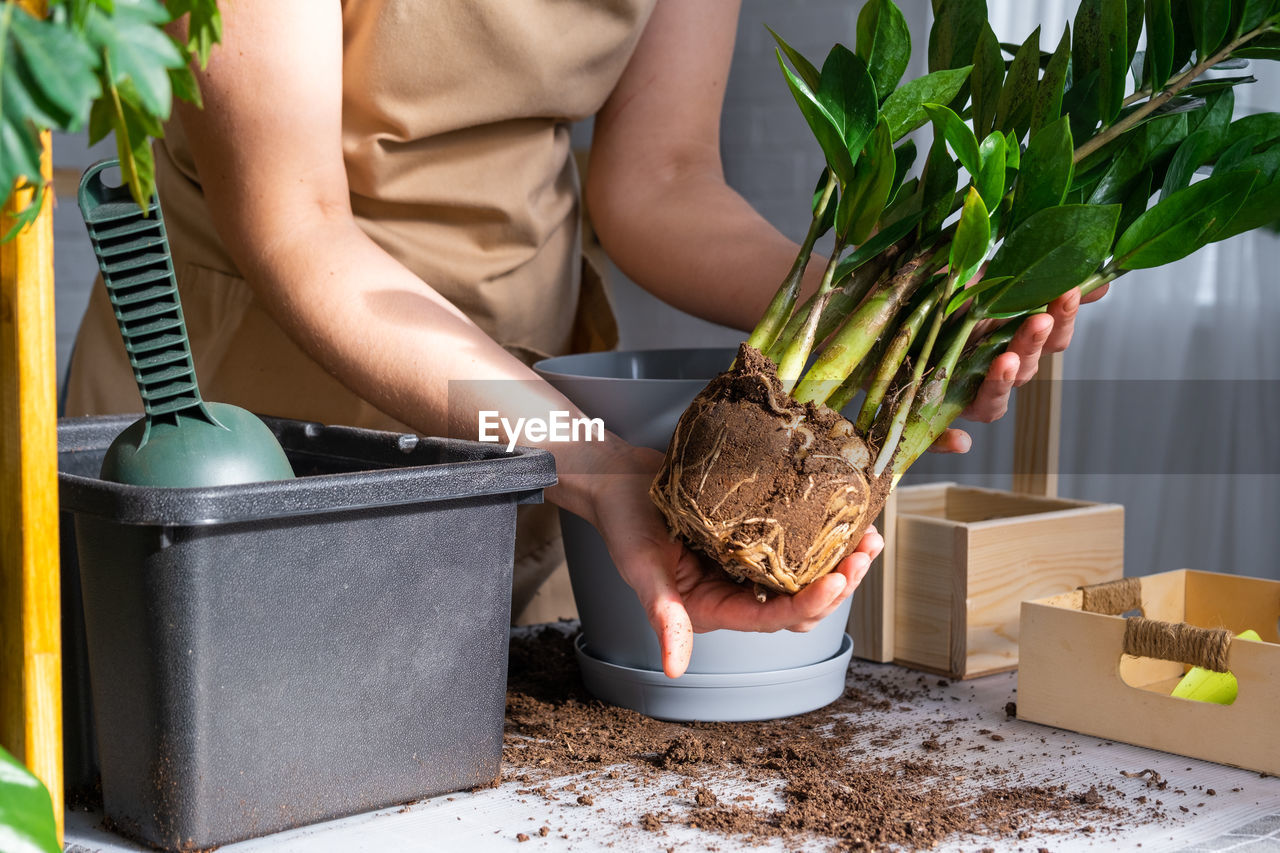 midsection of man holding potted plant