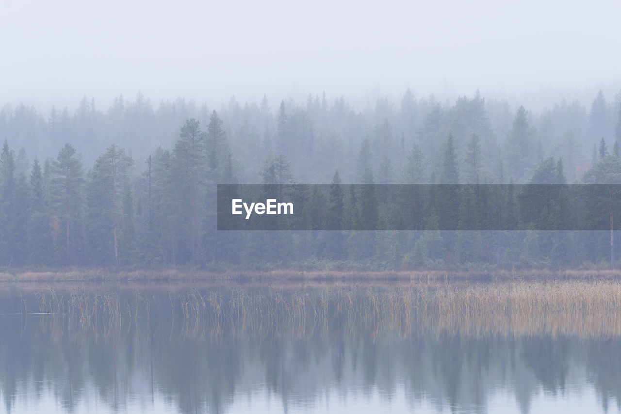 Scenic view of lake in forest against sky