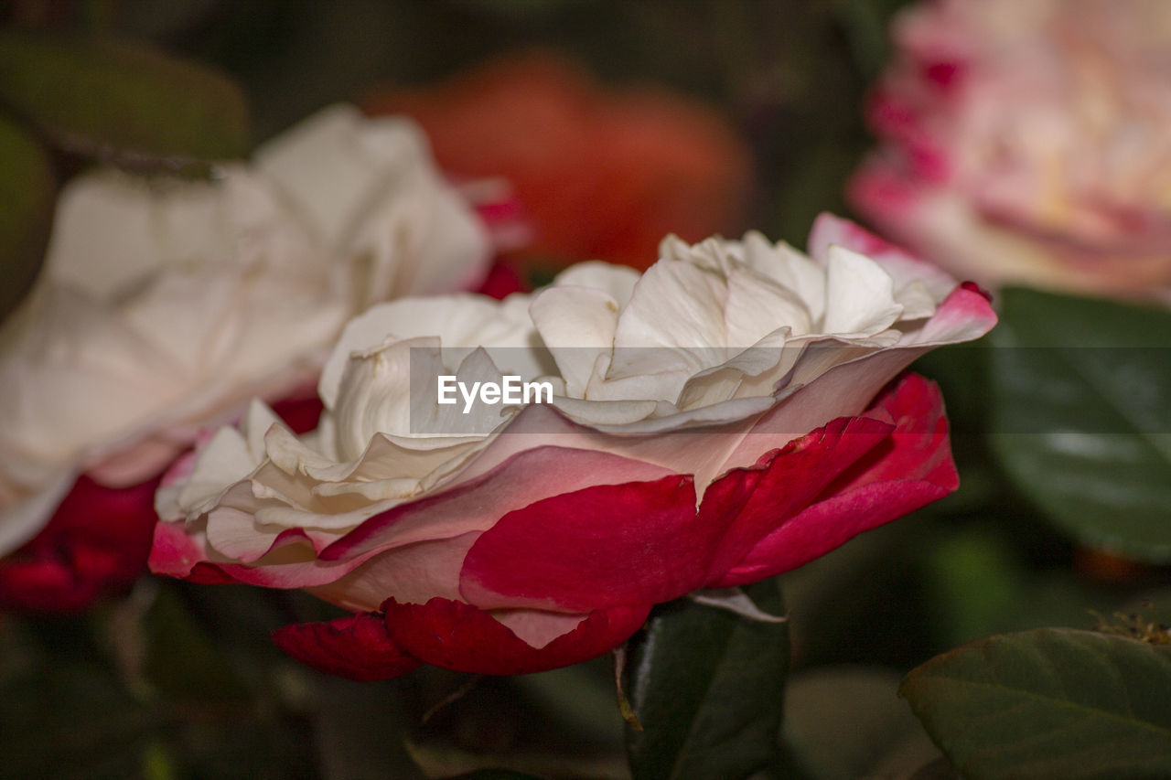 Close-up of pink rose