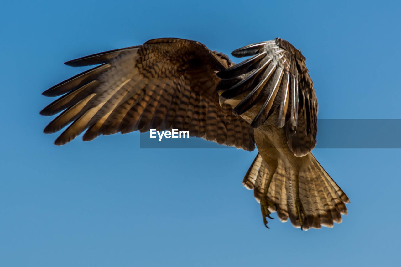 Low angle view of eagle