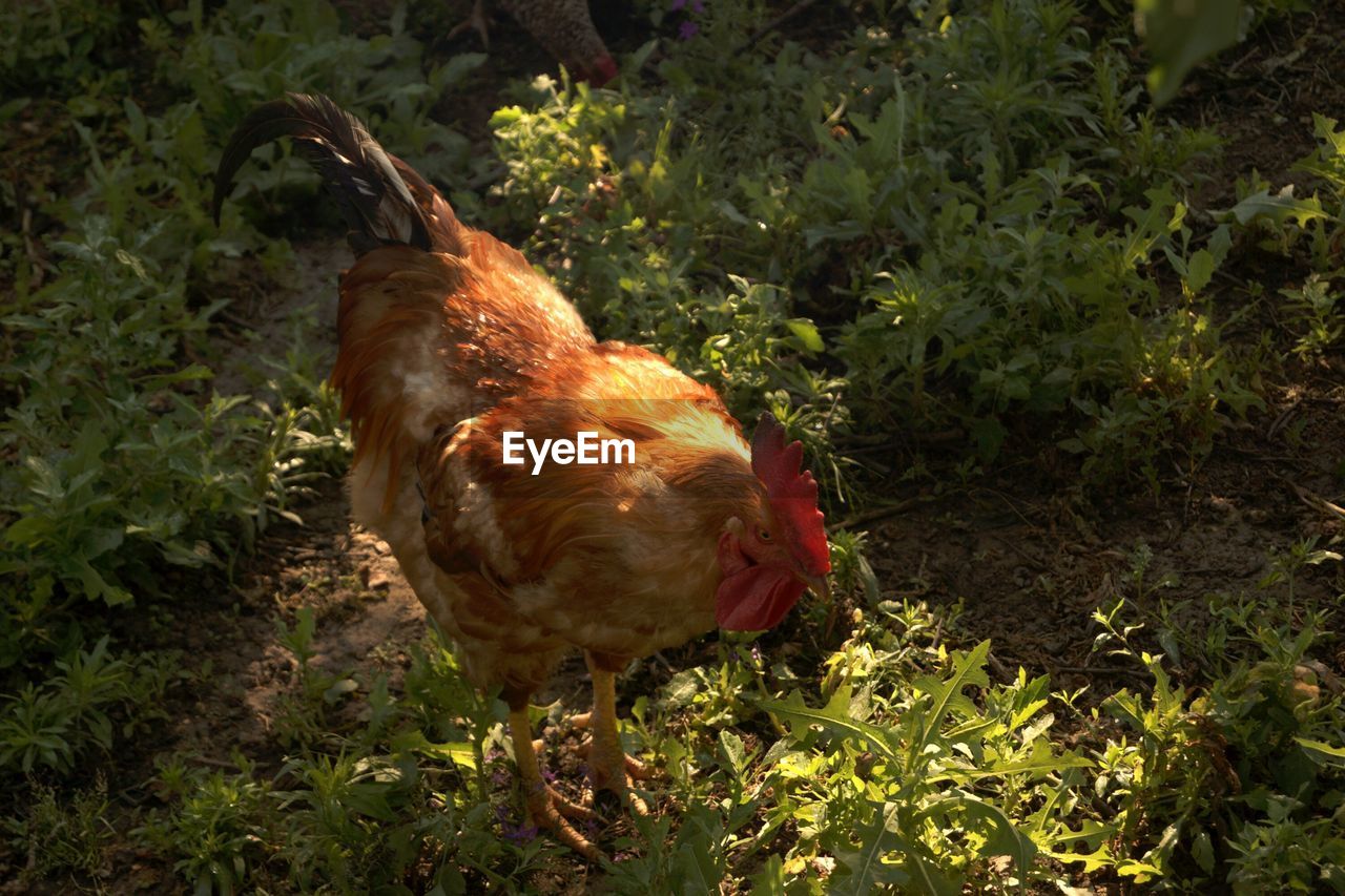 ROOSTER IN A FIELD