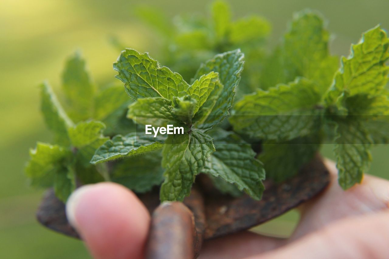 Close-up of person hand holding green mints