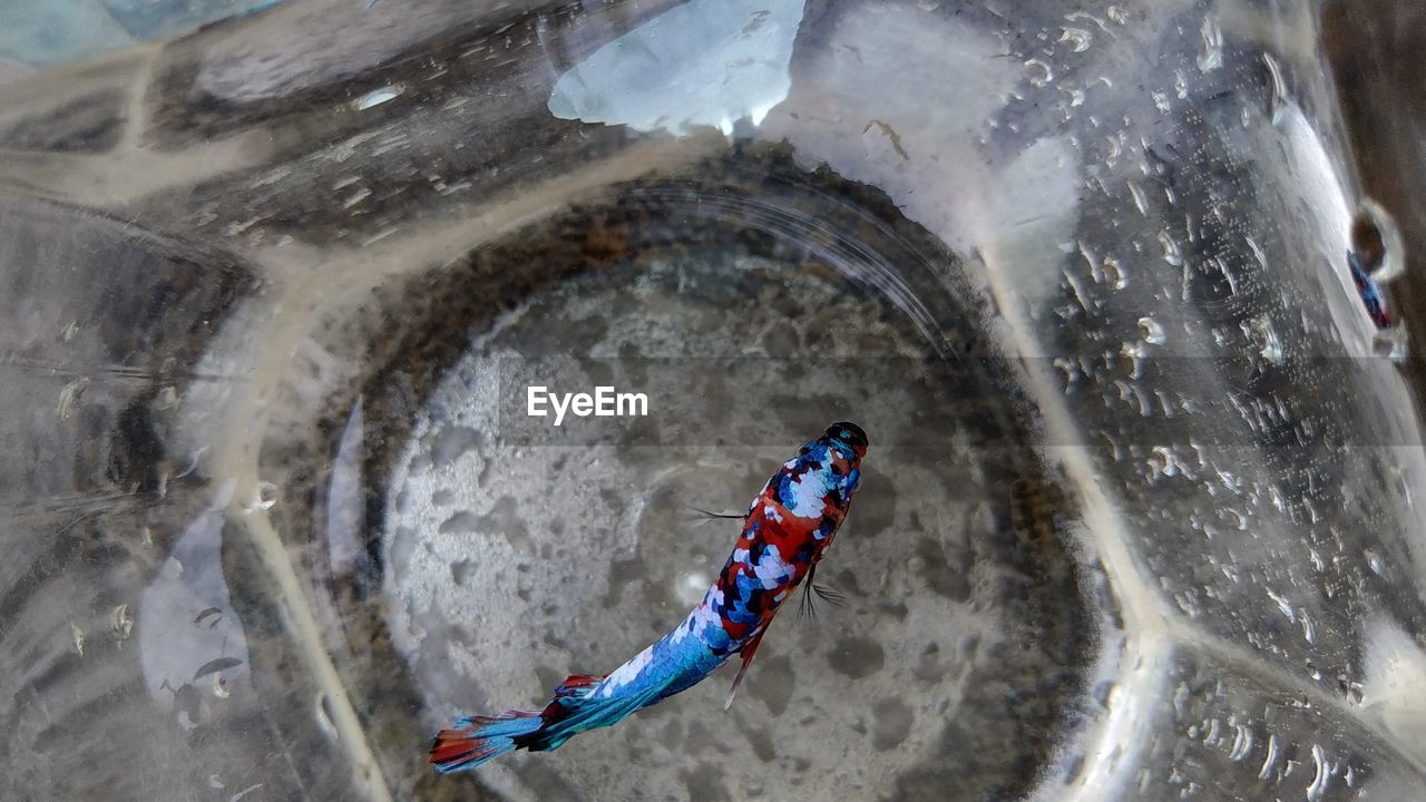 Directly above shot of fish in jar