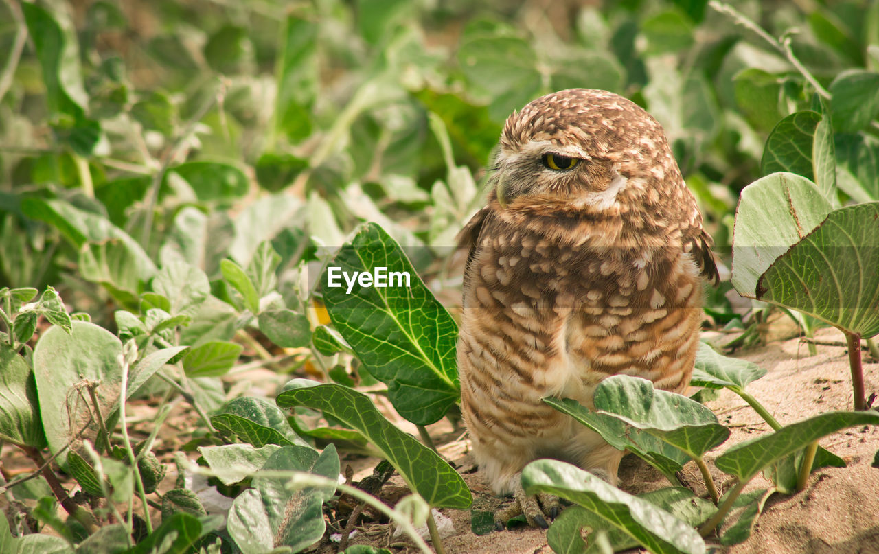 CLOSE-UP OF HAWK PERCHING ON PLANT