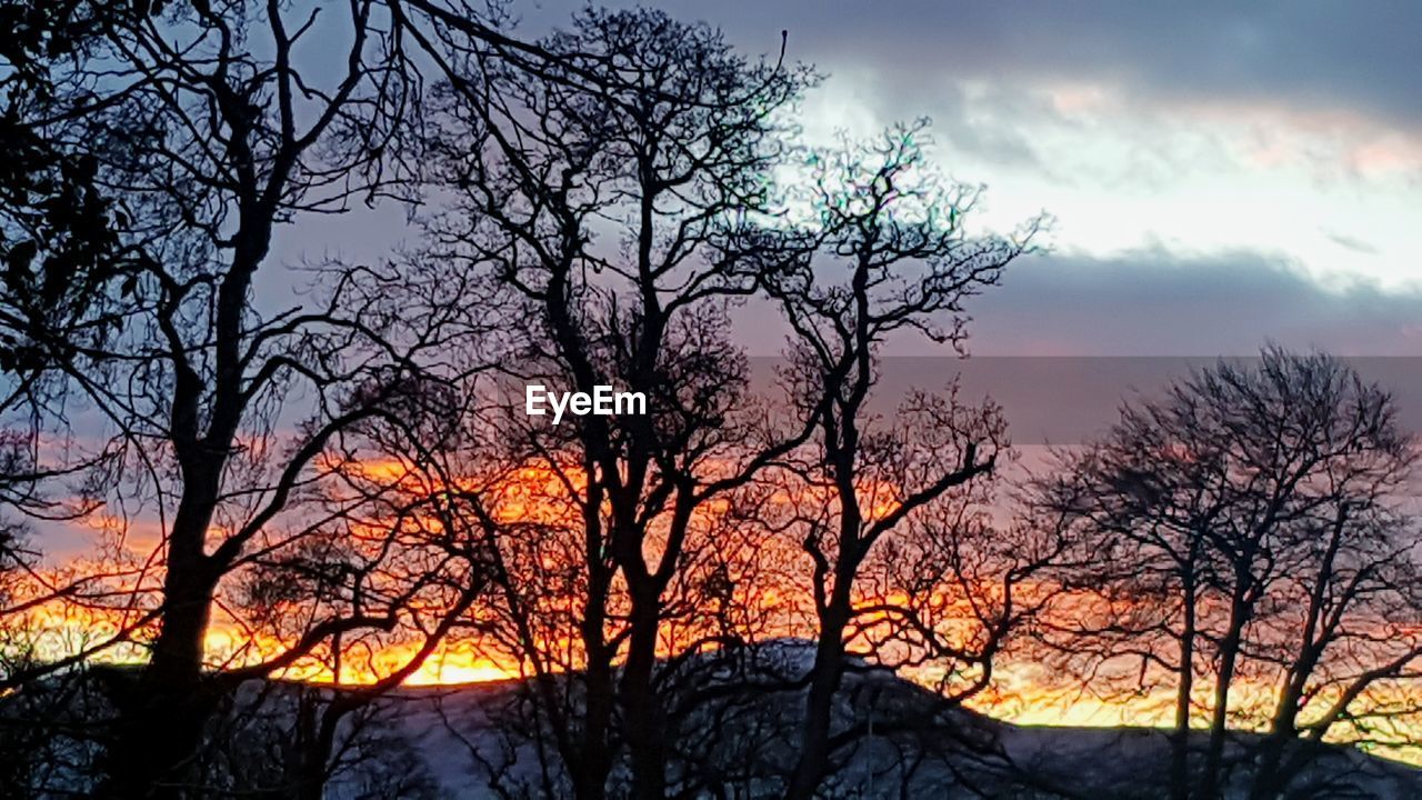 LOW ANGLE VIEW OF BARE TREES AGAINST SKY