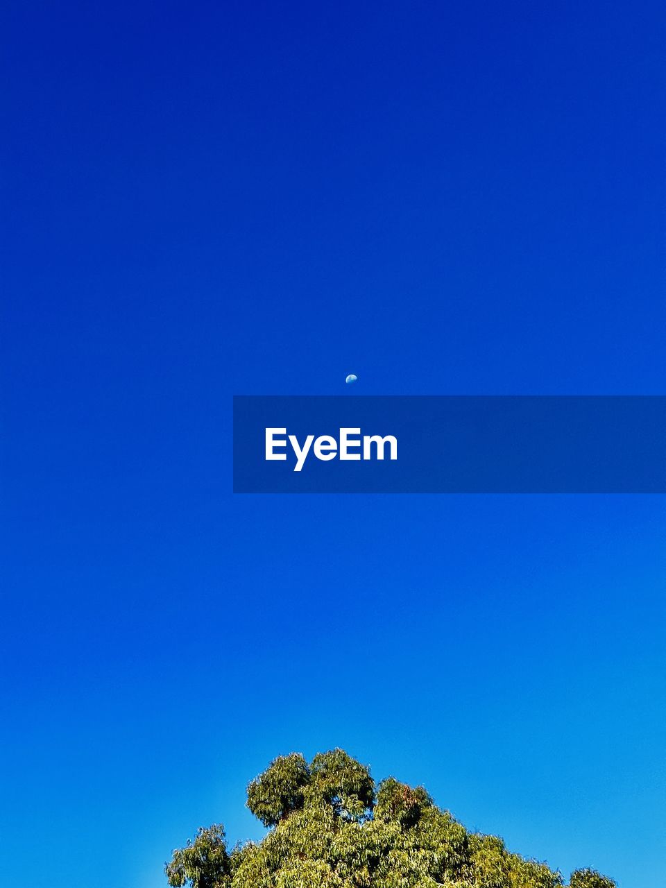 sky, blue, moon, tree, plant, nature, beauty in nature, scenics - nature, no people, horizon, tranquility, clear sky, copy space, tranquil scene, cloud, low angle view, space, outdoors, night, idyllic, environment, non-urban scene, astronomy, full moon, landscape, land