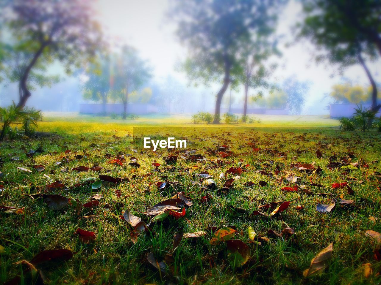 TREES ON GRASSY FIELD AGAINST SKY