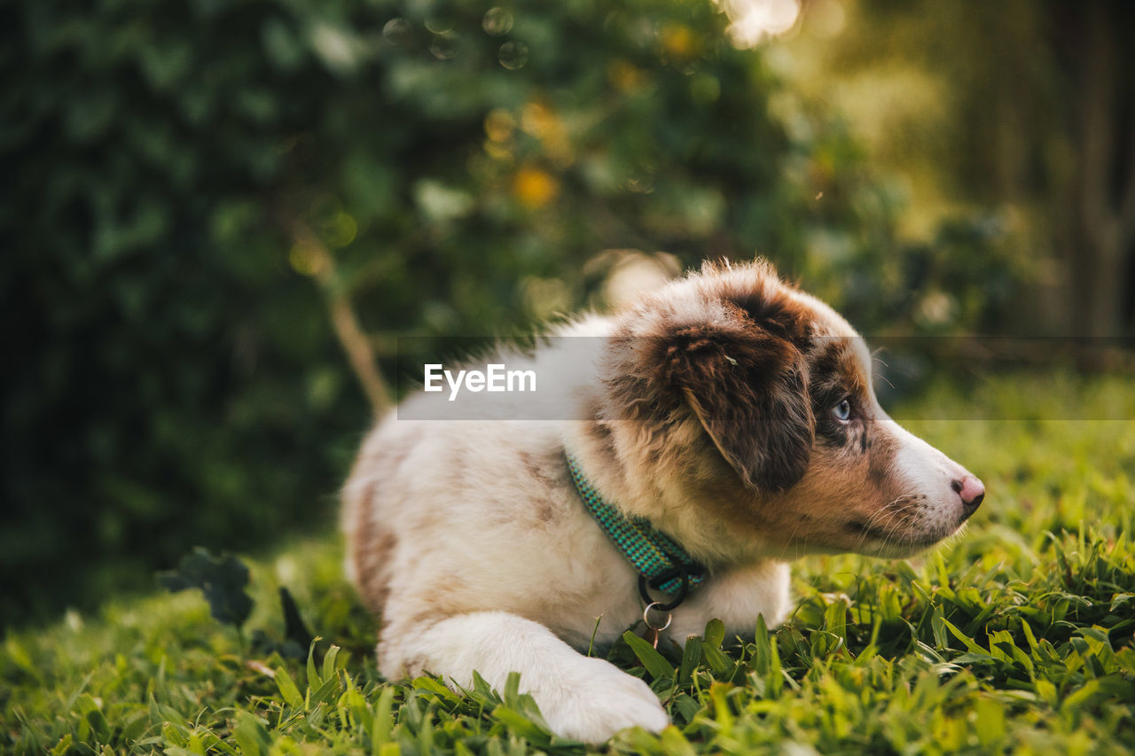 DOG LOOKING AWAY ON GRASS