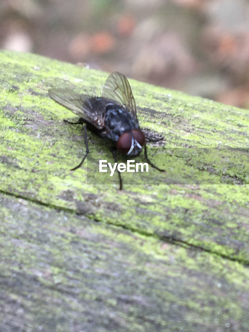 CLOSE-UP OF INSECT ON WOODEN SURFACE