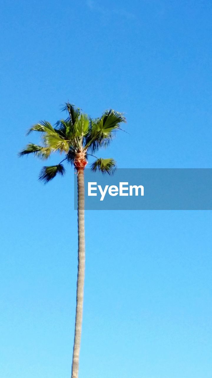 LOW ANGLE VIEW OF TREE AGAINST CLEAR BLUE SKY