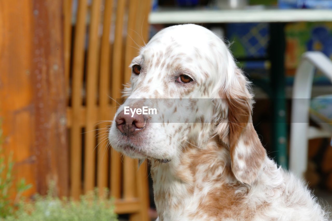 Portrait of an english setter dog, female, orange belton