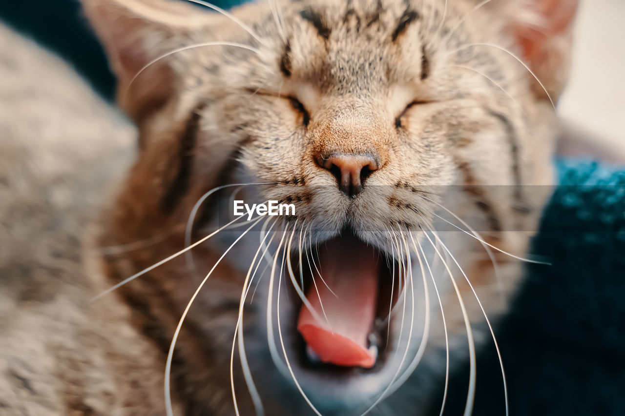 Close-up of cat yawning