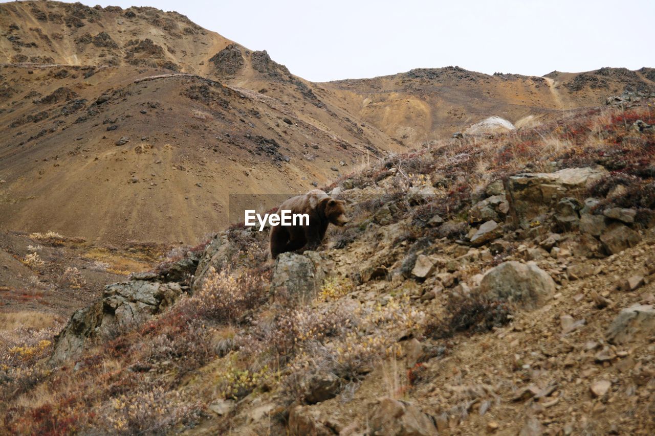 Brown bear walking on mountain