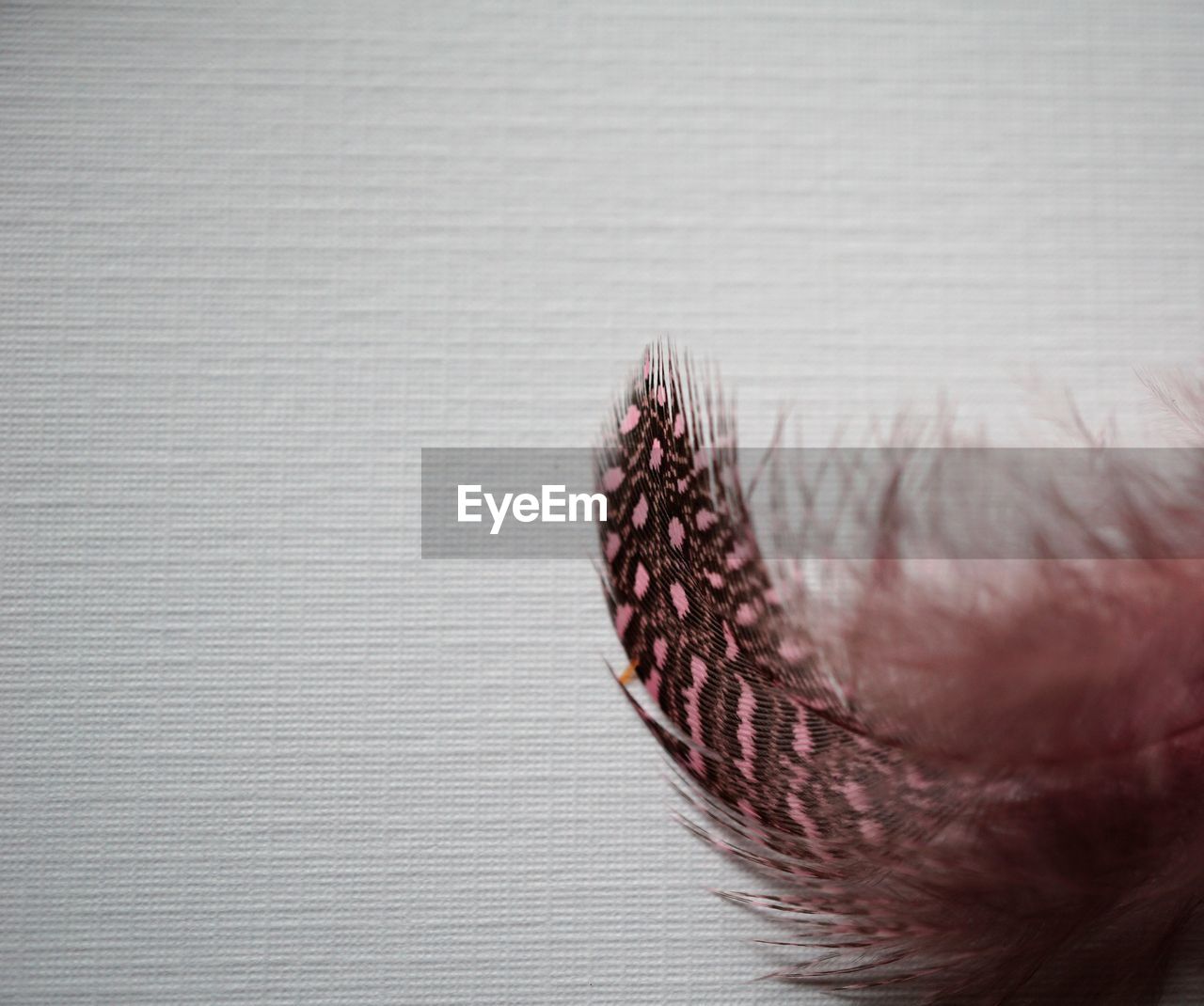 Close-up of feather against white burlap