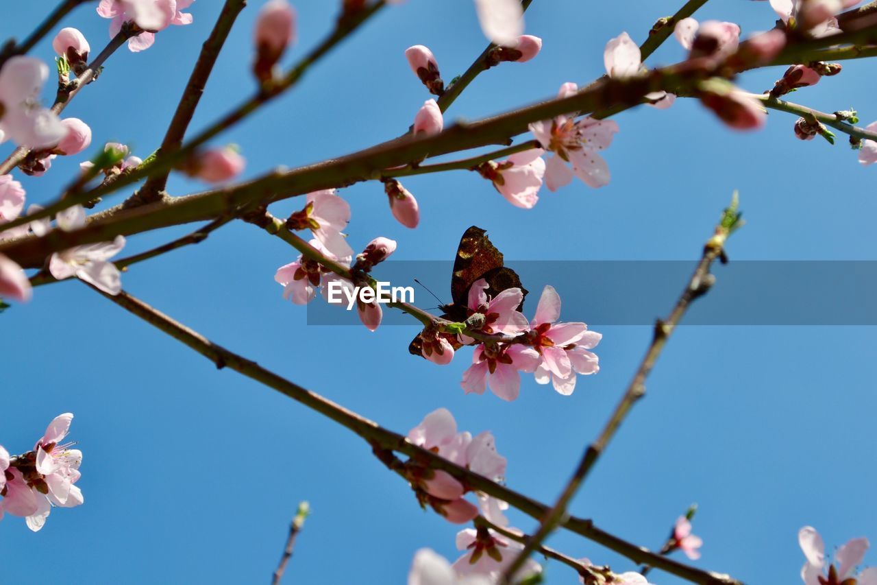 Low angle view of cherry blossoms against sky