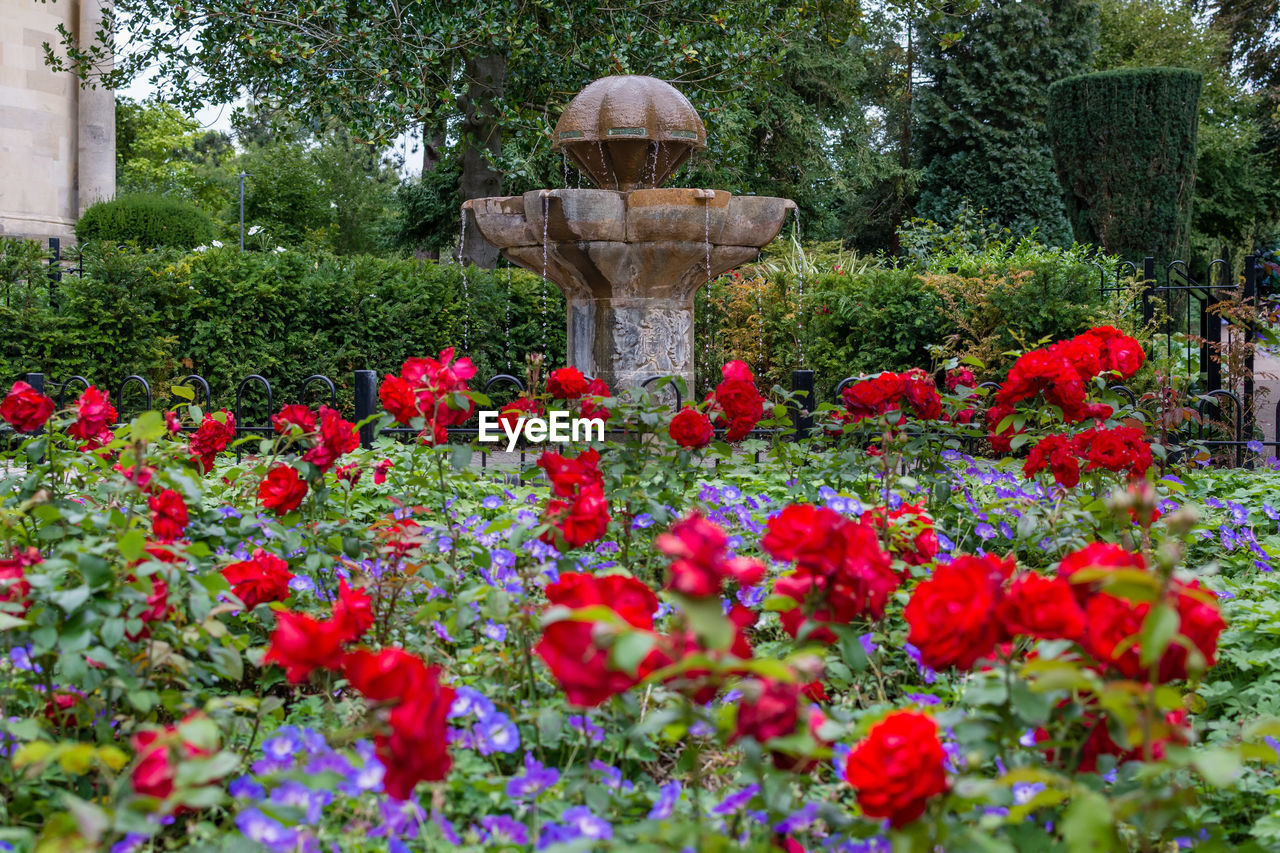 RED FLOWERING PLANTS IN GARDEN