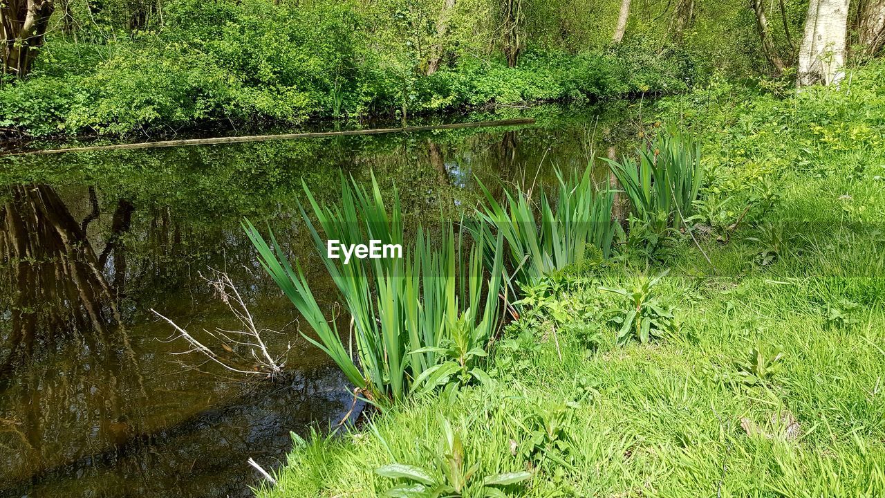 VIEW OF PLANTS