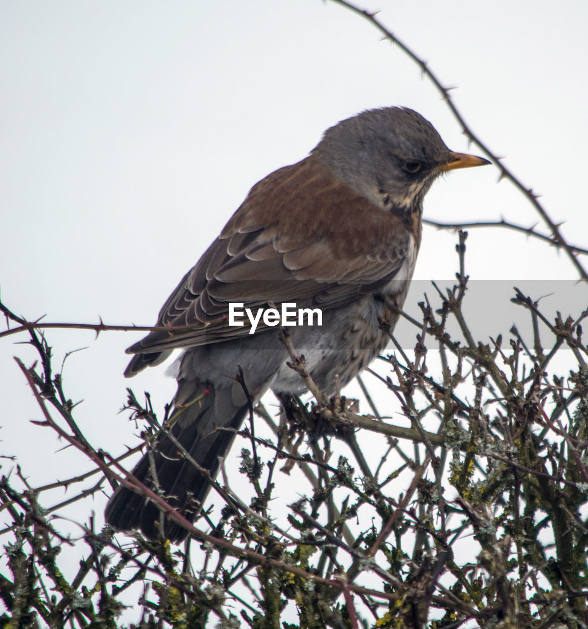 CLOSE-UP OF BIRD PERCHING ON TREE AGAINST SKY