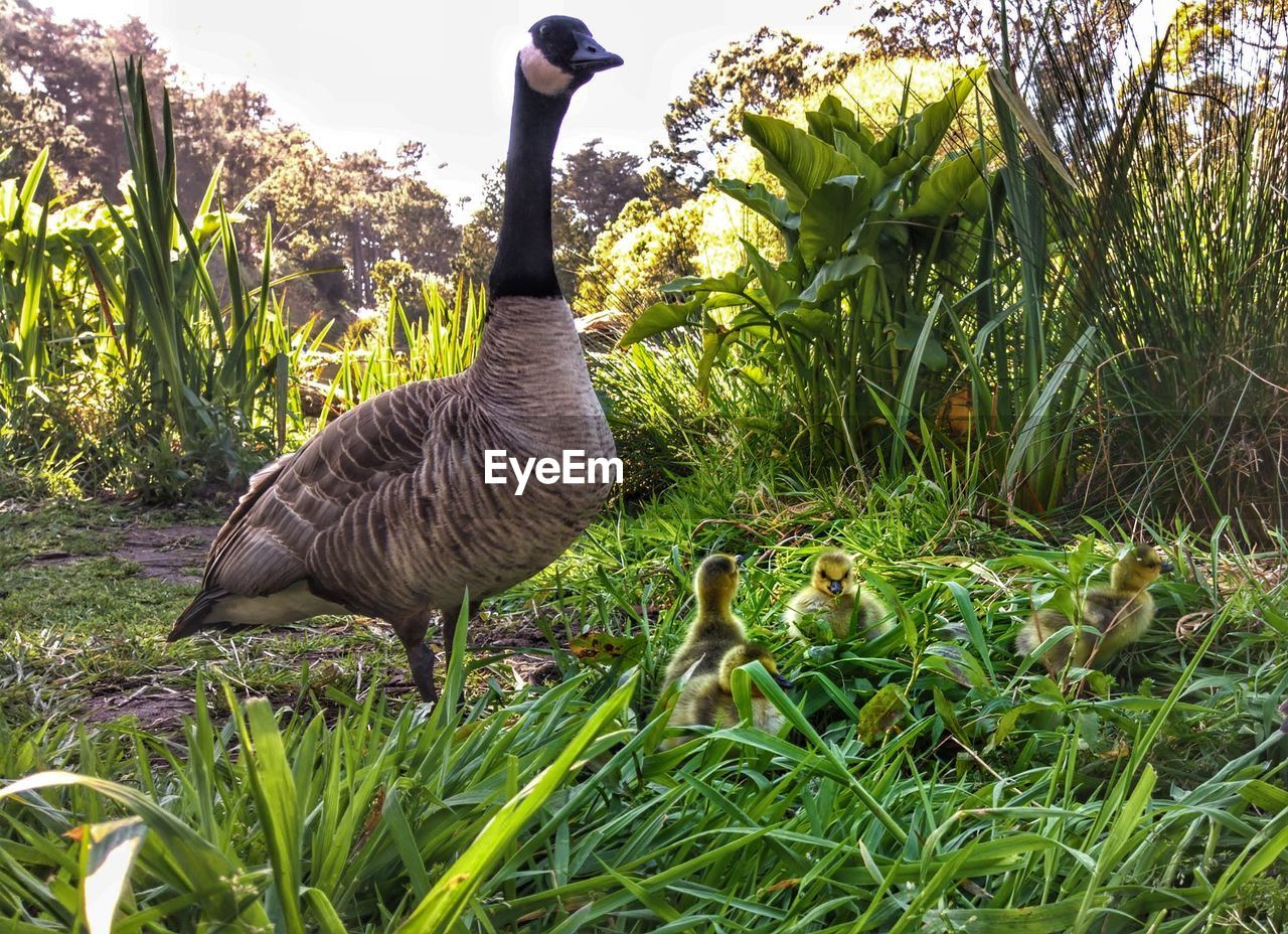 DUCK ON A FIELD