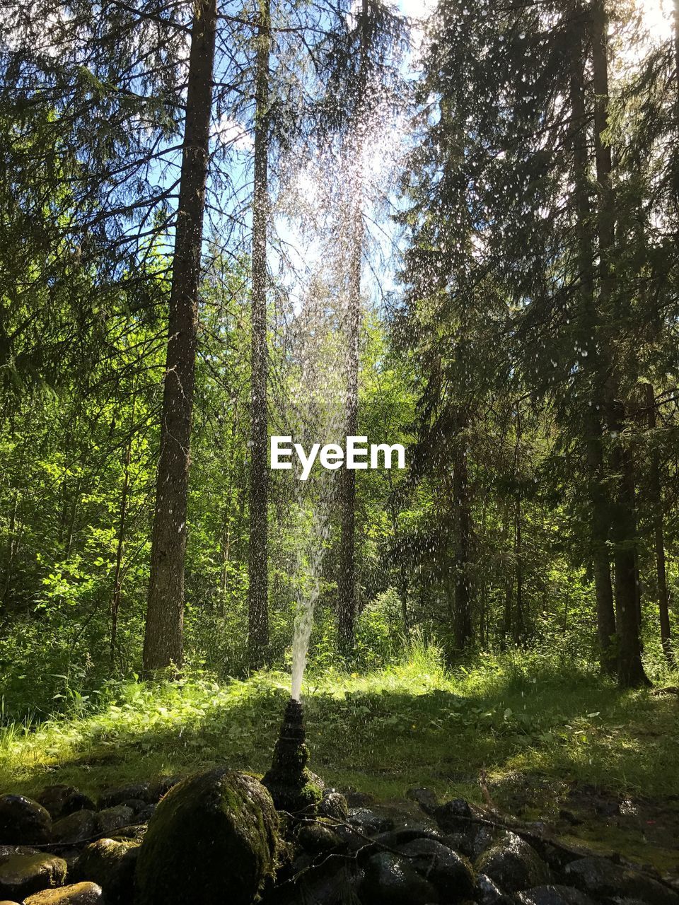 TREES GROWING IN FOREST