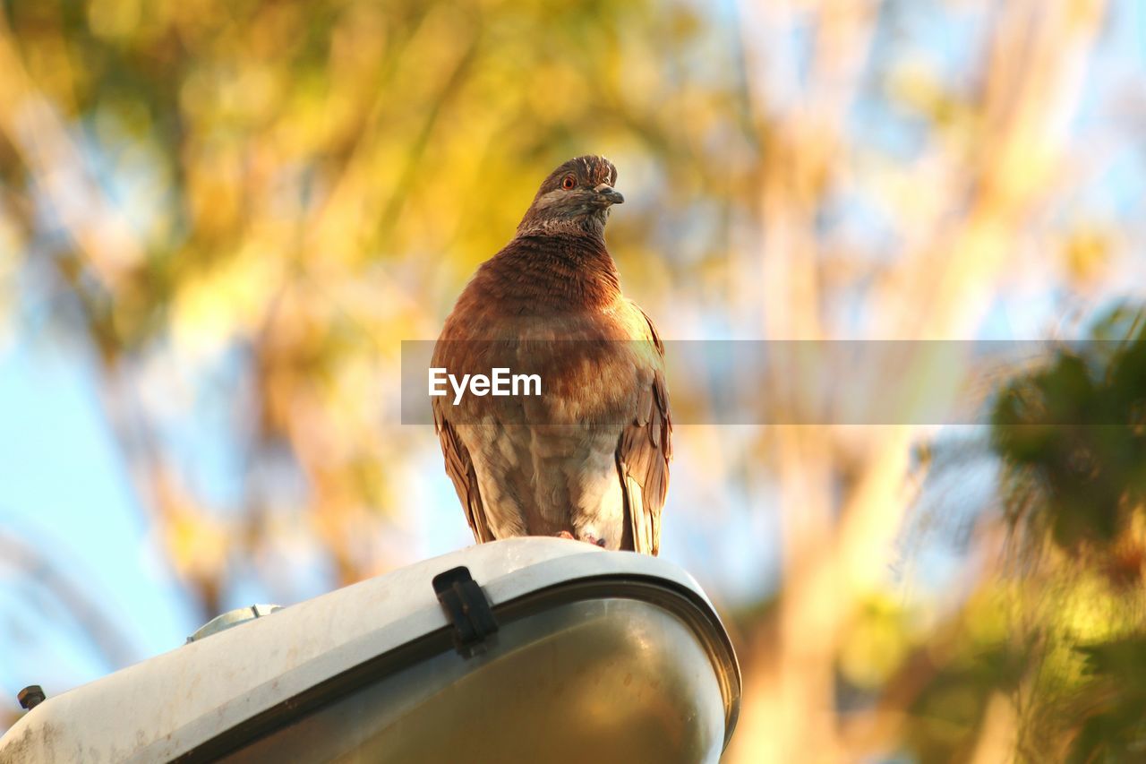 Low angle view of bird perching on street light