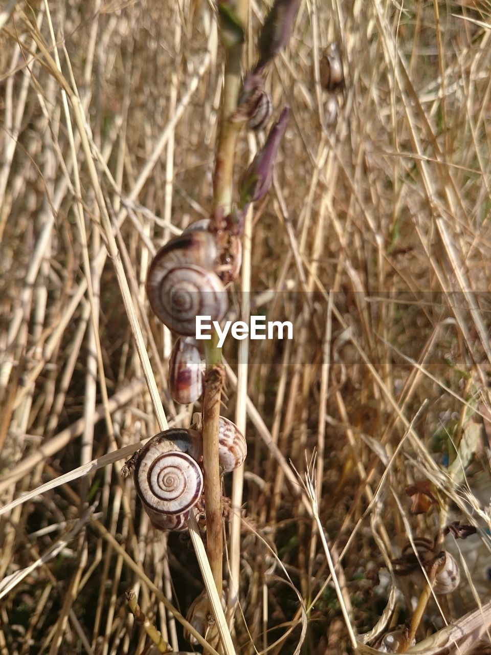 Close-up of snails on plant stem