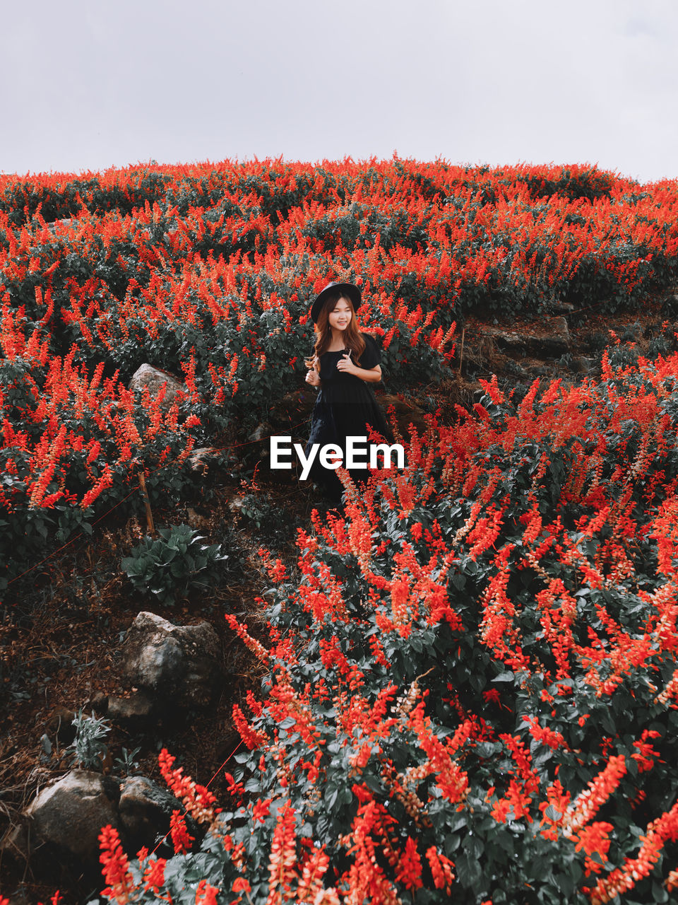 full frame shot of plants on field