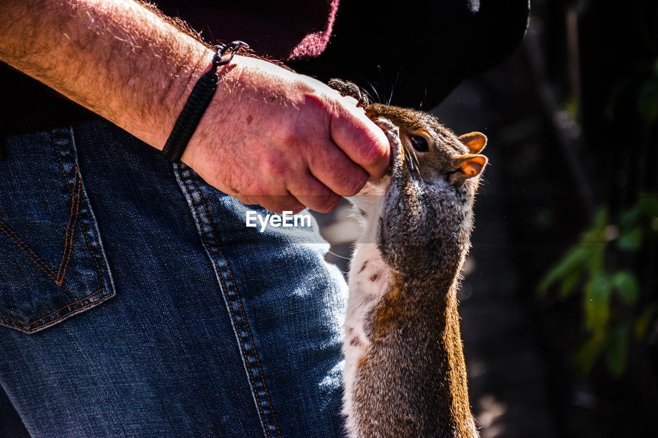 Close-up of man holding squirrel