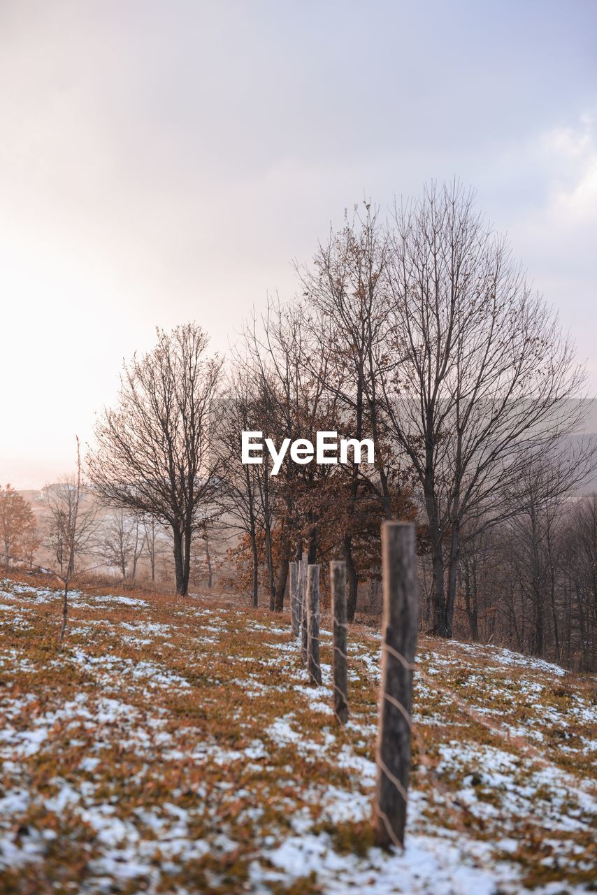 BARE TREES ON SNOWY FIELD AGAINST SKY