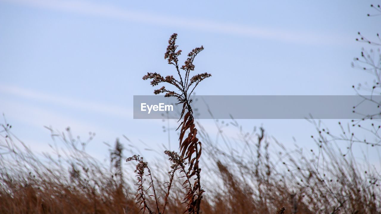 Close-up of stalks against clear sky