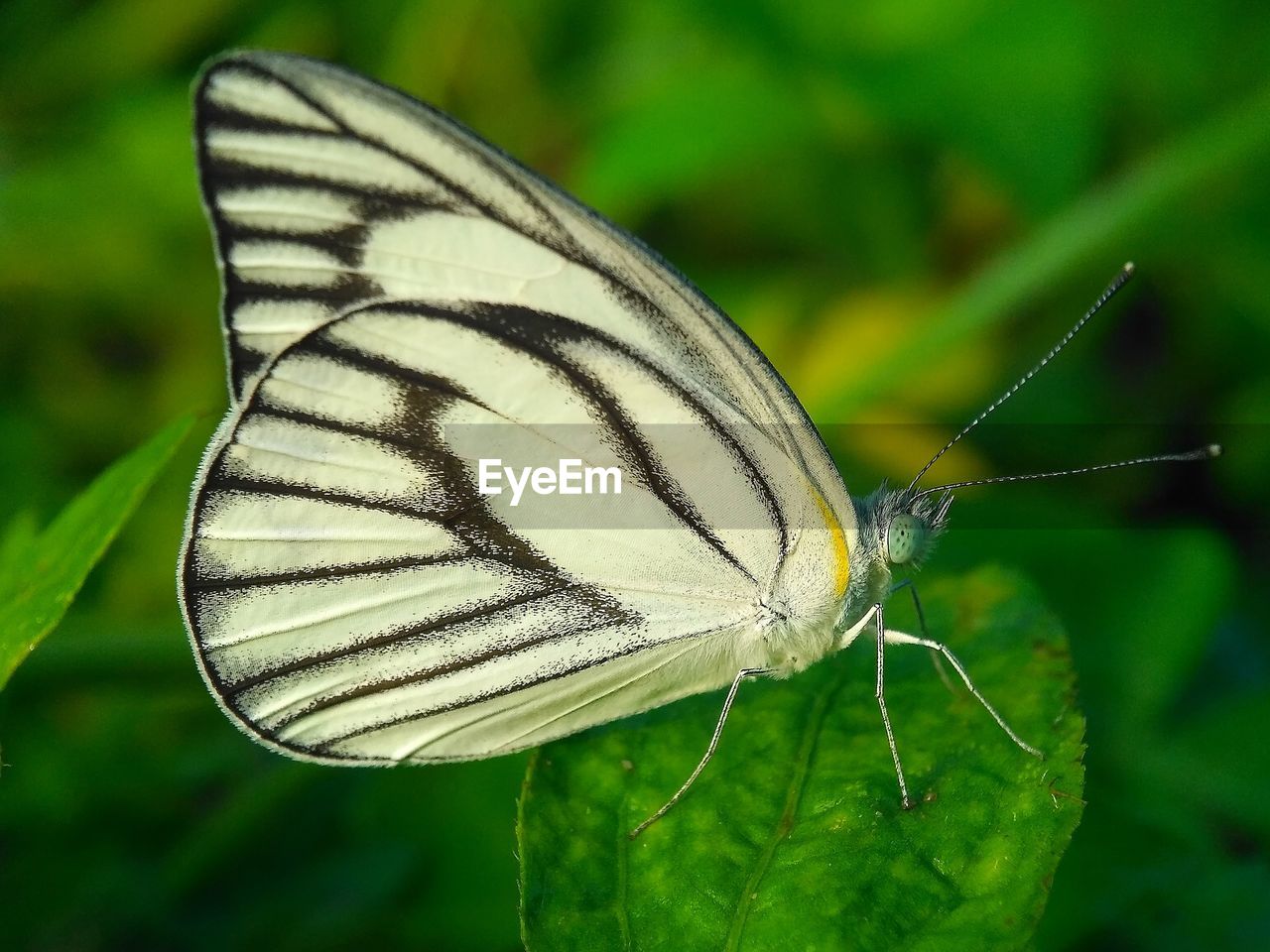 BUTTERFLY ON PLANT