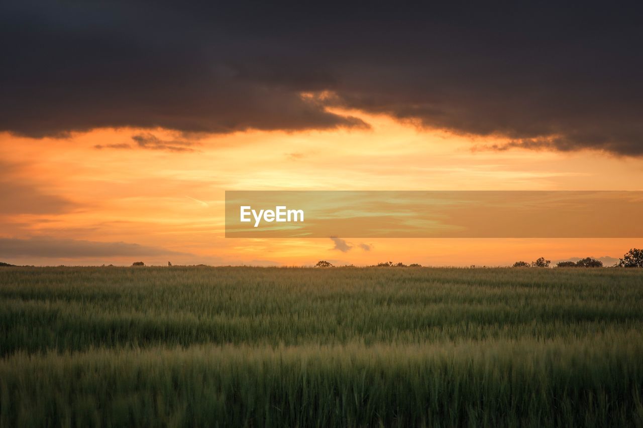 Scenic view of wheat field against sky at sunset