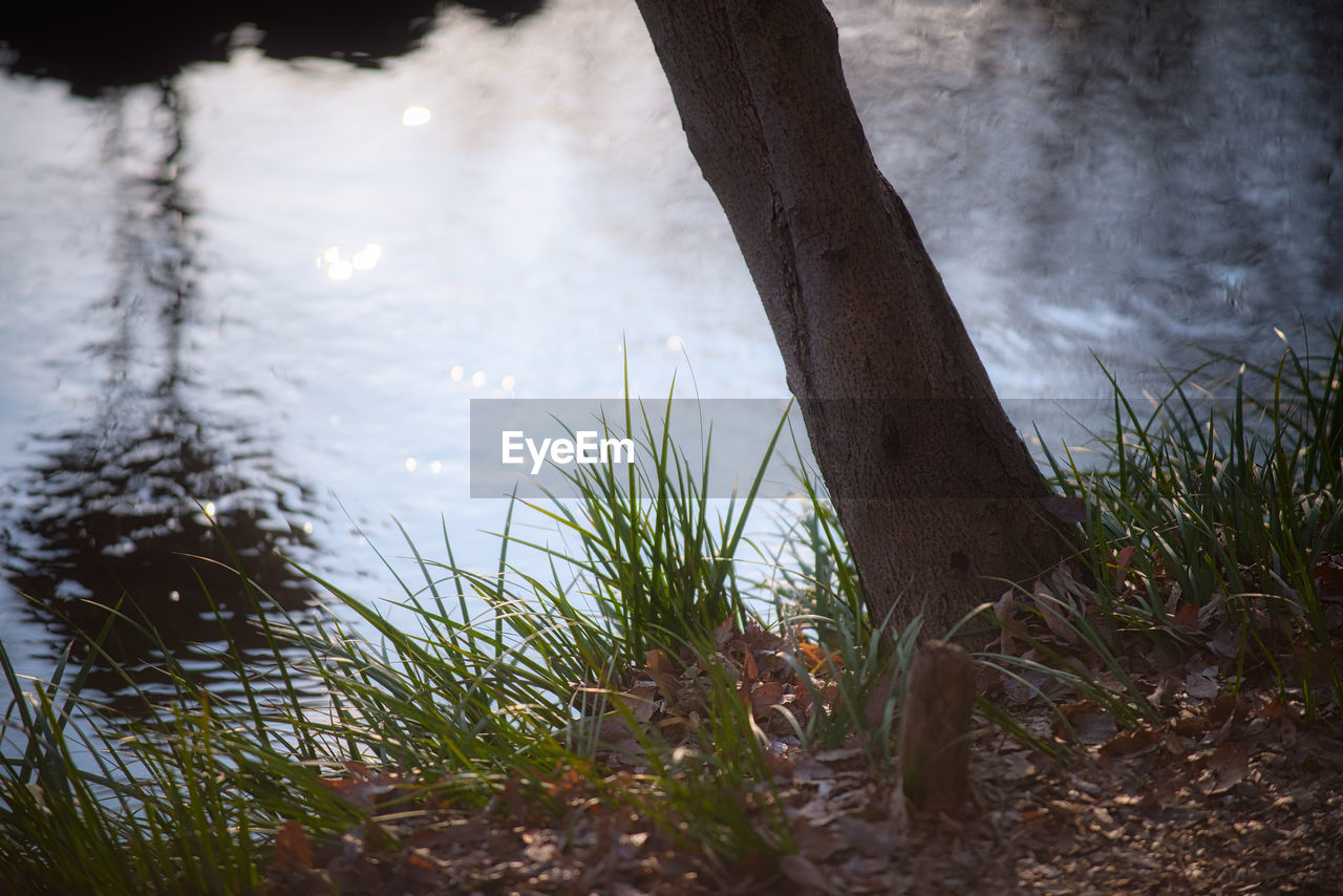 CLOSE-UP OF GRASS AGAINST LAKE