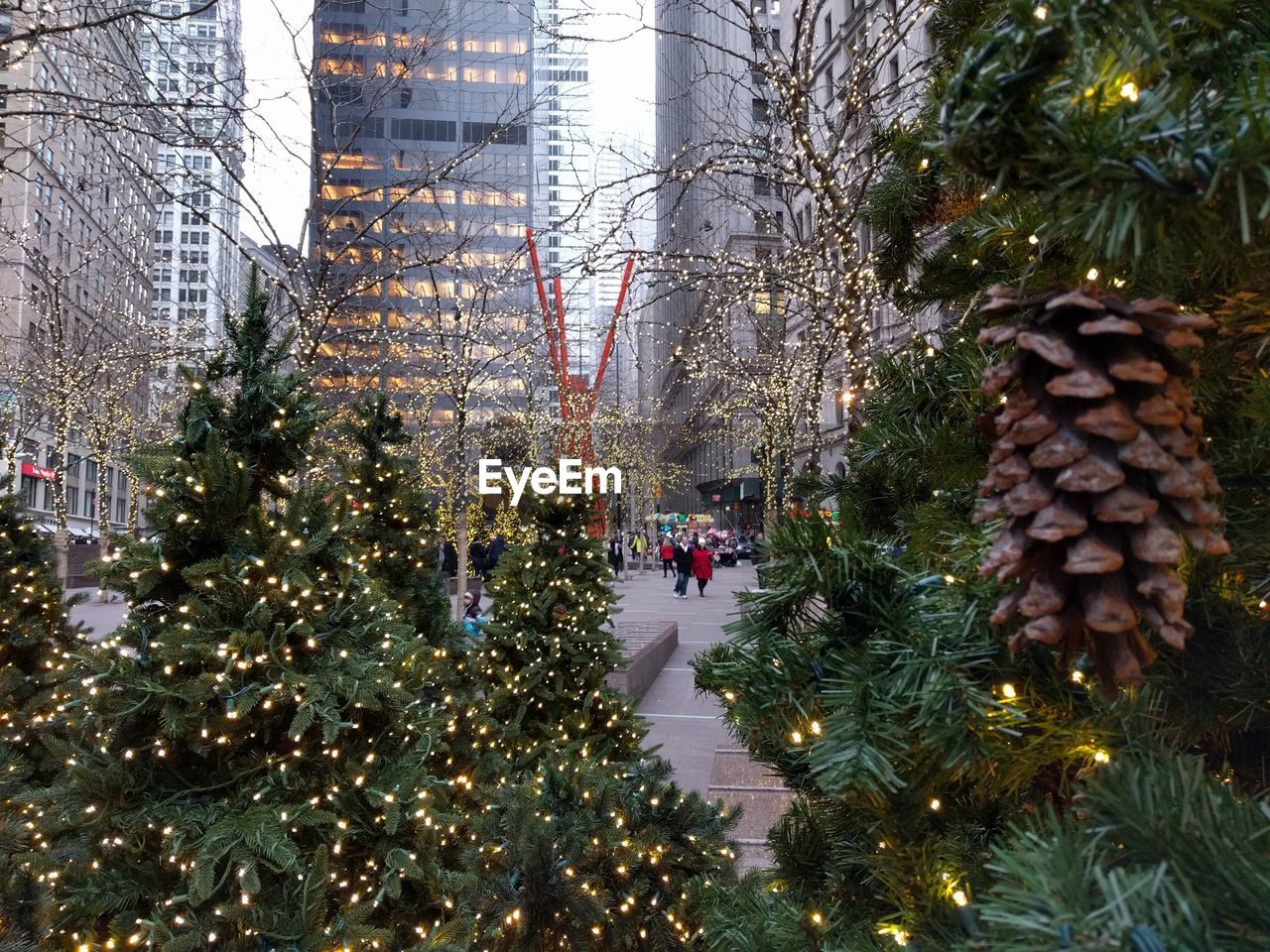 Illuminated trees in city