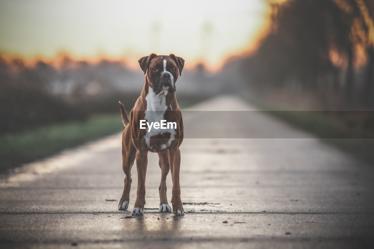 Portrait of dog standing on footpath during sunset