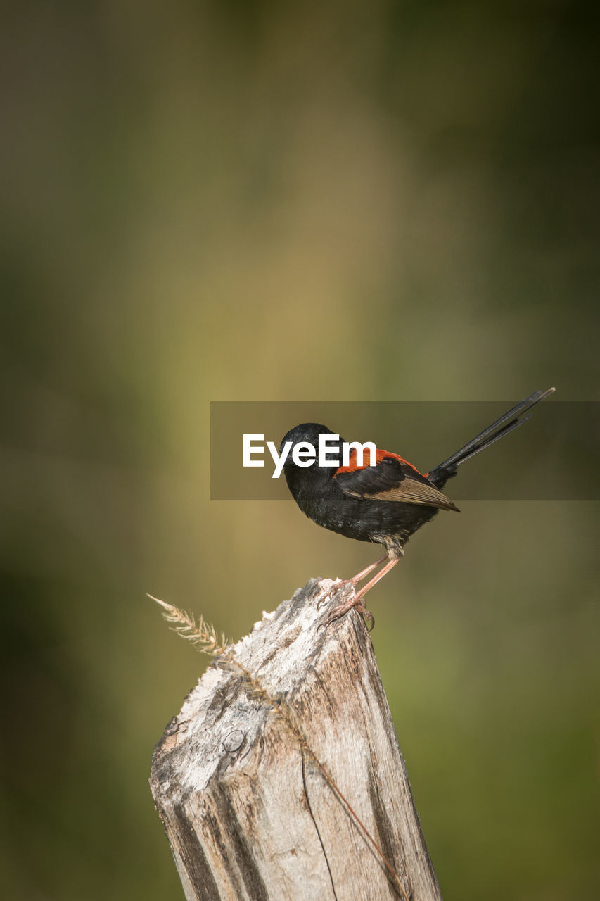 Close-up of bird perching on plant