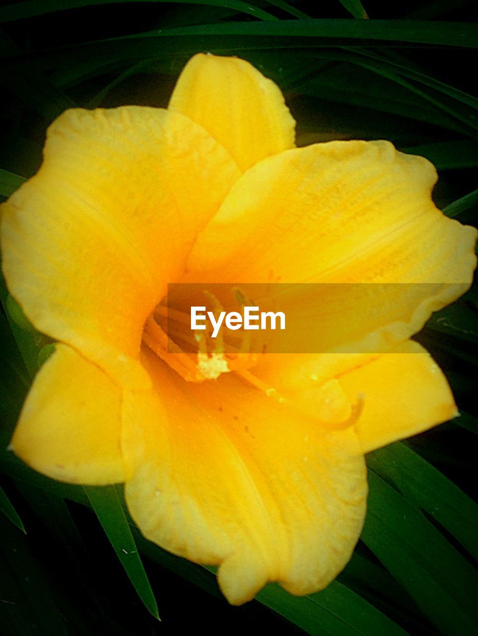 CLOSE-UP OF YELLOW FLOWER BLOOMING OUTDOORS